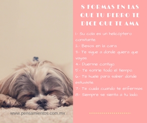 8 formas en la que tu perro te dice que te ama