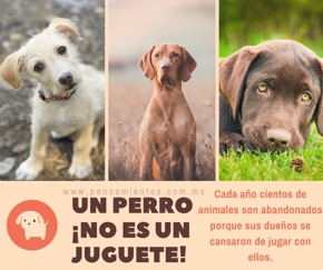 El diario de un perro