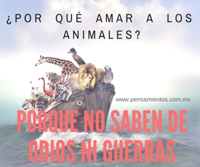 Por qué amar a los animales